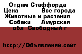 Отдам Стаффорда › Цена ­ 2 000 - Все города Животные и растения » Собаки   . Амурская обл.,Свободный г.